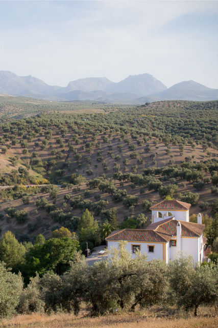 White house with a terracotta roof sits among olive groves on rolling hills, with distant mountains under a blue sky.