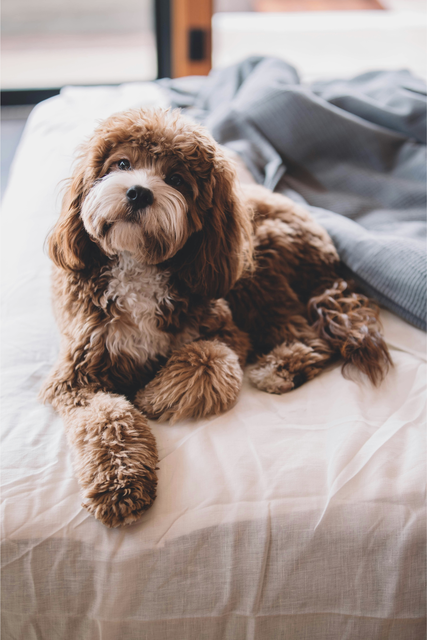 Pet Friendly Boutique Hotels